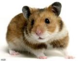 hamster