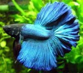 Betta